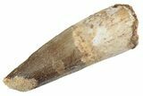 Fossil Spinosaurus Tooth - Feeding Worn Tooth #367999-1